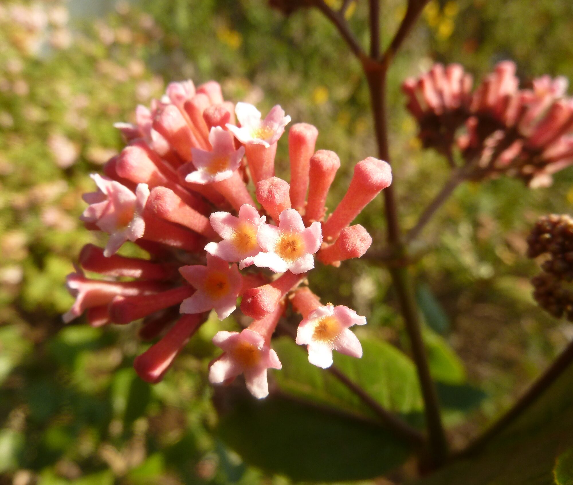 Rogiera amoena flower buds beginning to open