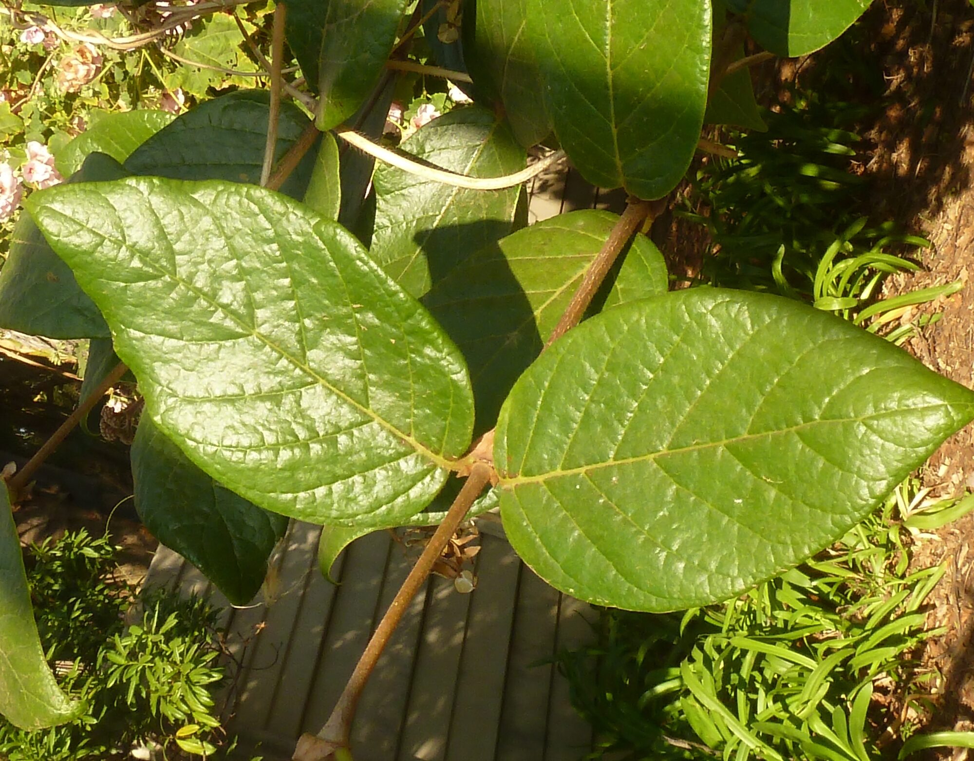 Rogiera amoena opposite bullate leaves showing venation