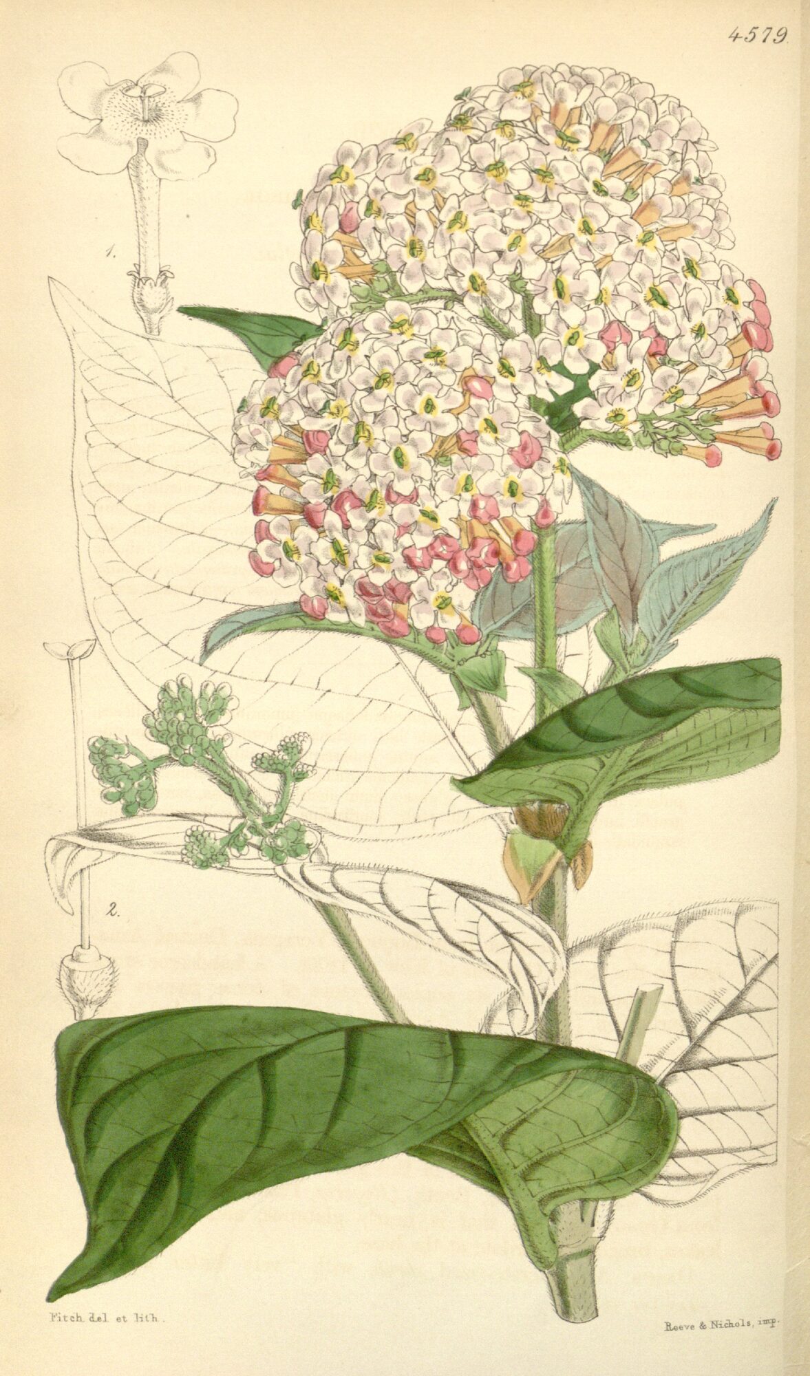 Curtis's Botanical Magazine plate 4579 (1851) showing Rondeletia versicolor