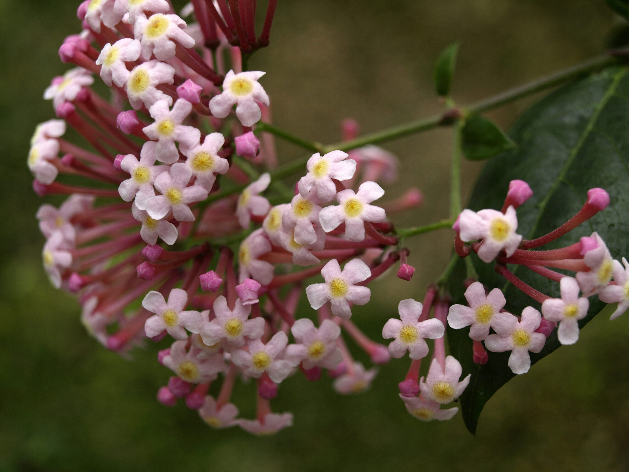 Rogiera amoena pink flowers with yellow throat