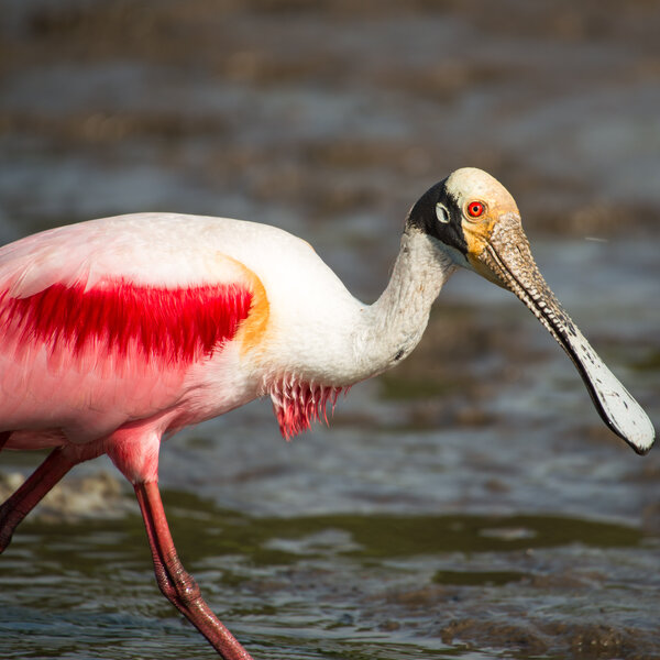 Roseate Spoonbill