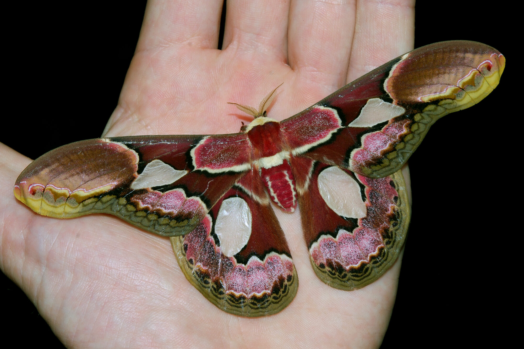 Rothschildia erycina saturniid moth, one of thousands of species catalogued through parataxonomy and DNA barcoding