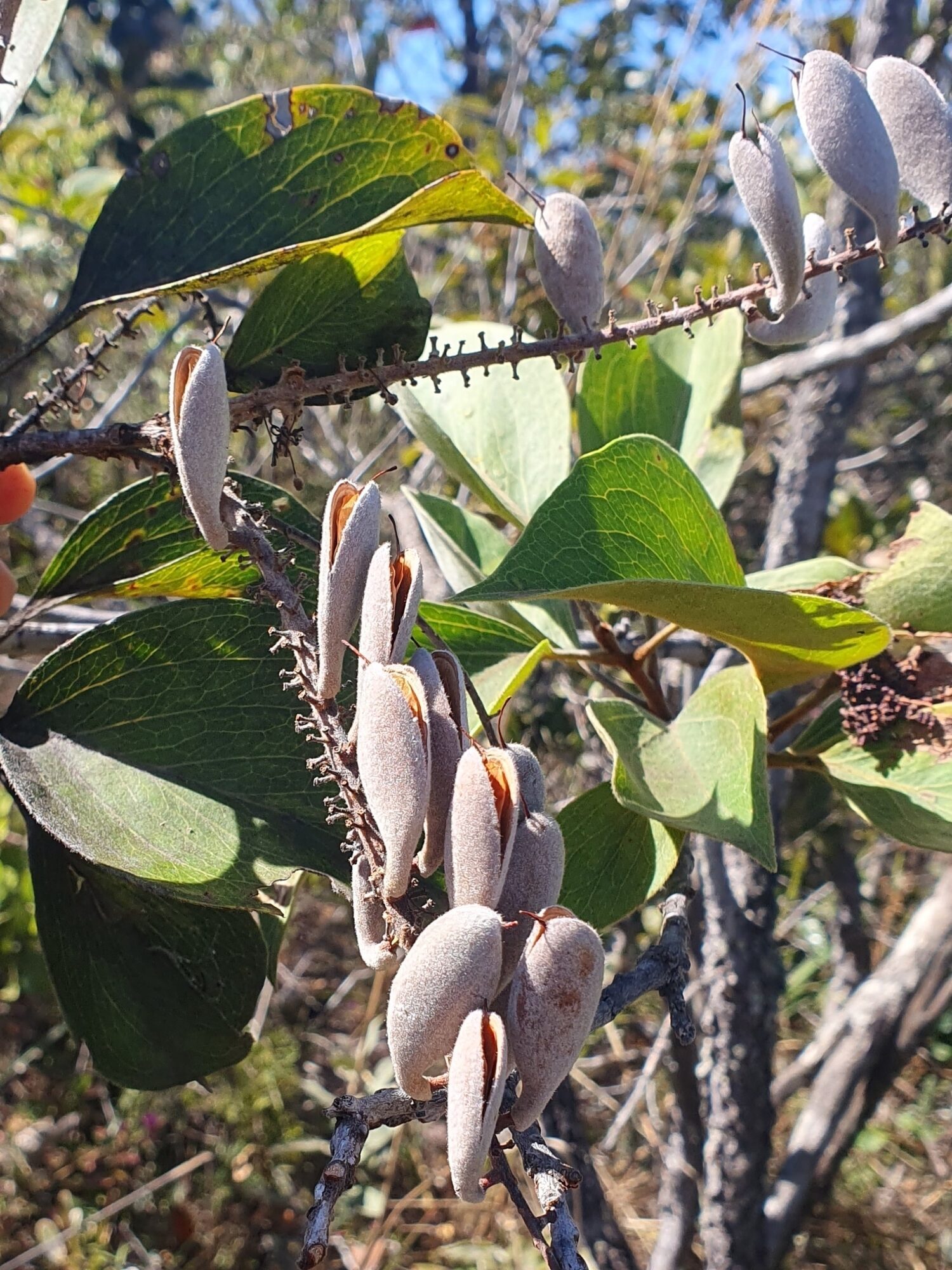Developing follicles of Roupala montana on a raceme axis, pale gray and smooth, still closed