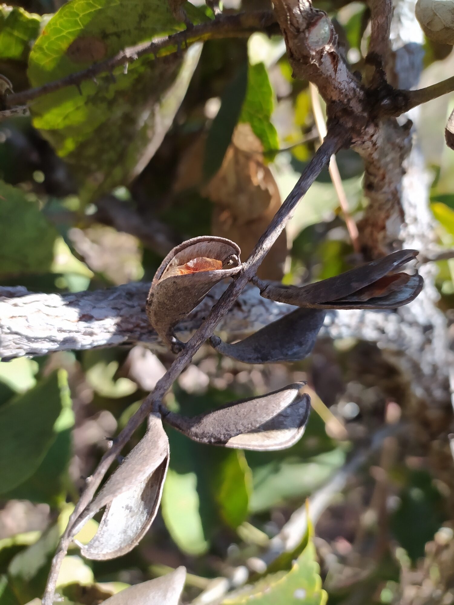 Open dehisced follicles of Roupala montana showing dark woody valves split along one side
