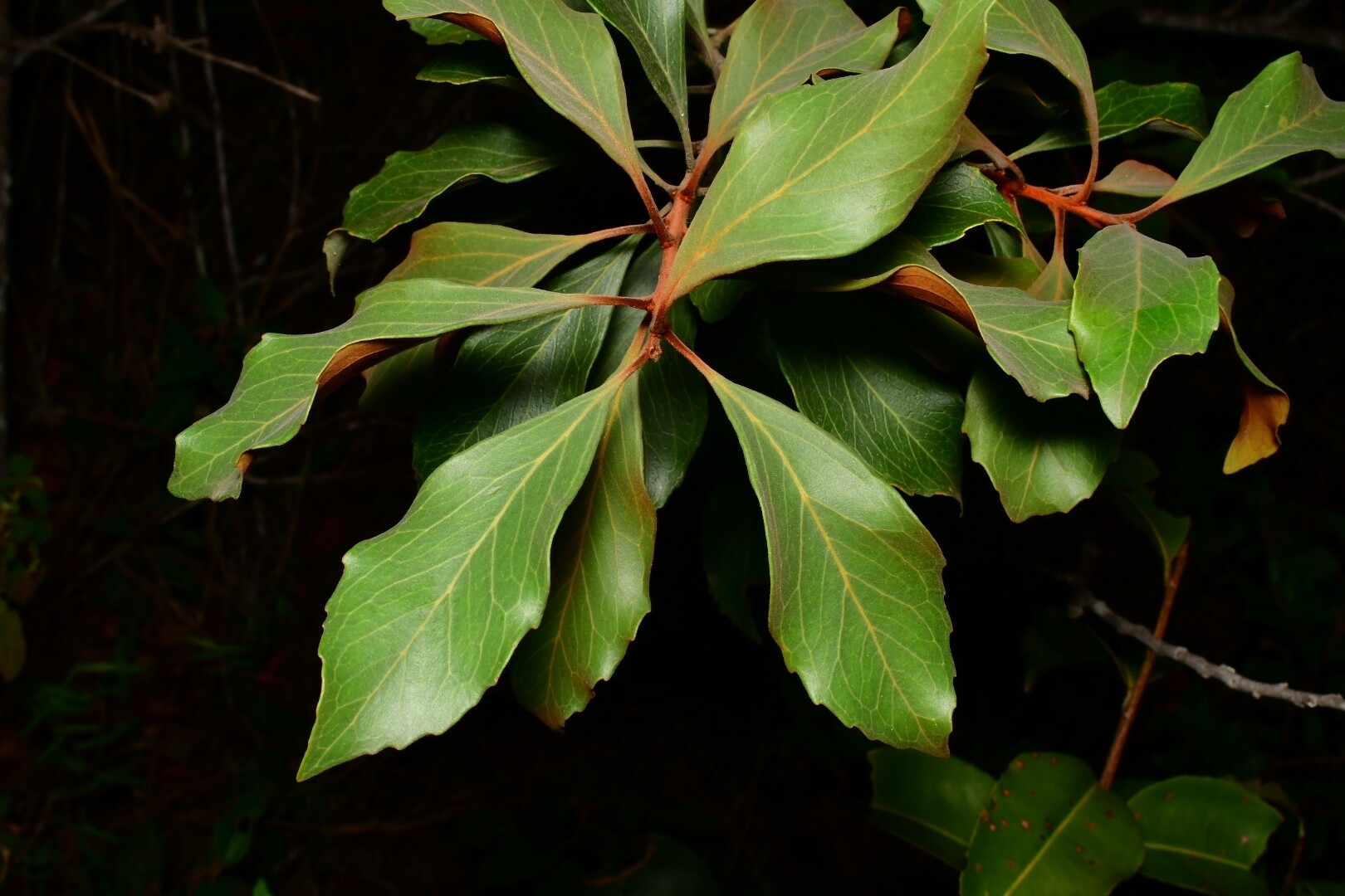Cluster of simple adult leaves of Roupala montana viewed from above, showing prominent venation and wavy margins