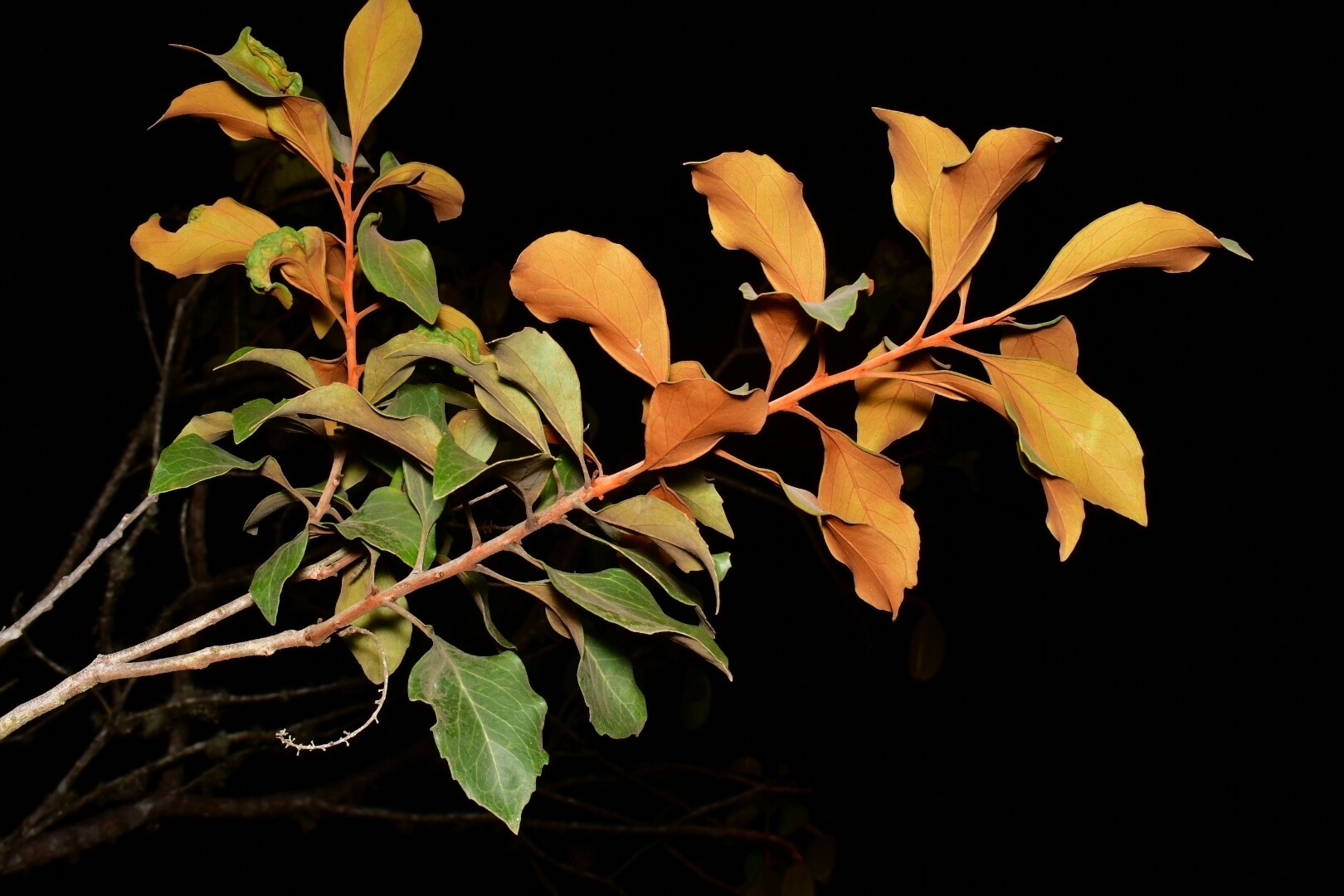 Branch of Roupala montana showing copper-colored new growth alongside green mature simple leaves, demonstrating the color contrast characteristic of new leaf flushes