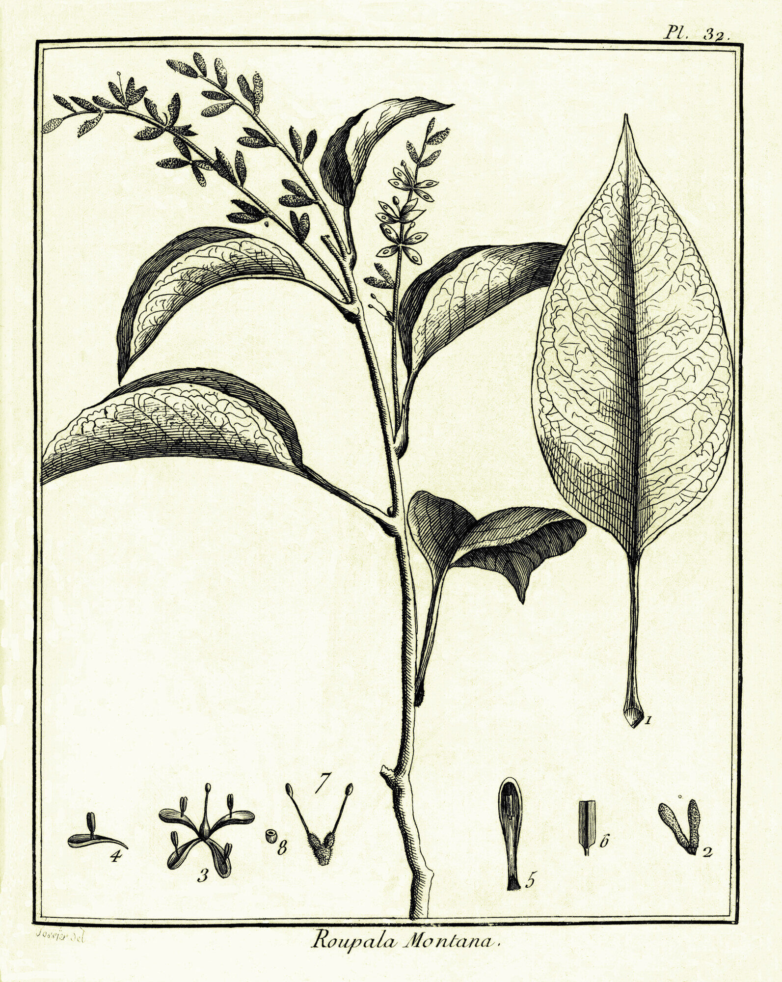 Plate 32 from Aublet's Histoire des Plantes de la Guiane Francoise (1775), the original illustration of Roupala montana showing branch with simple leaves, flower raceme, and floral dissections