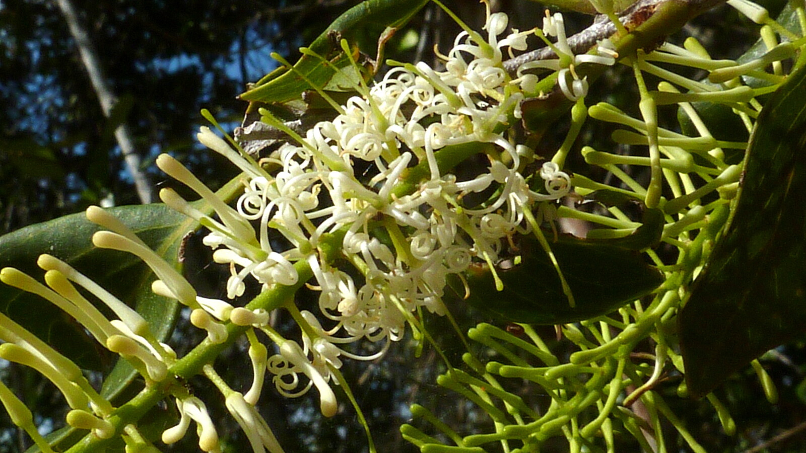 Inflorescence of Roupala montana showing creamy white flowers open at the tip of the raceme with green buds below
