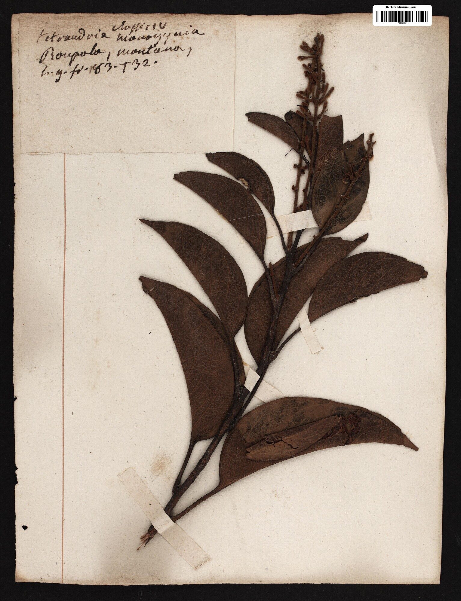 Herbarium specimen of Roupala montana from the Museum national d'Histoire naturelle, Paris, with handwritten label reading 'Roupala montana'