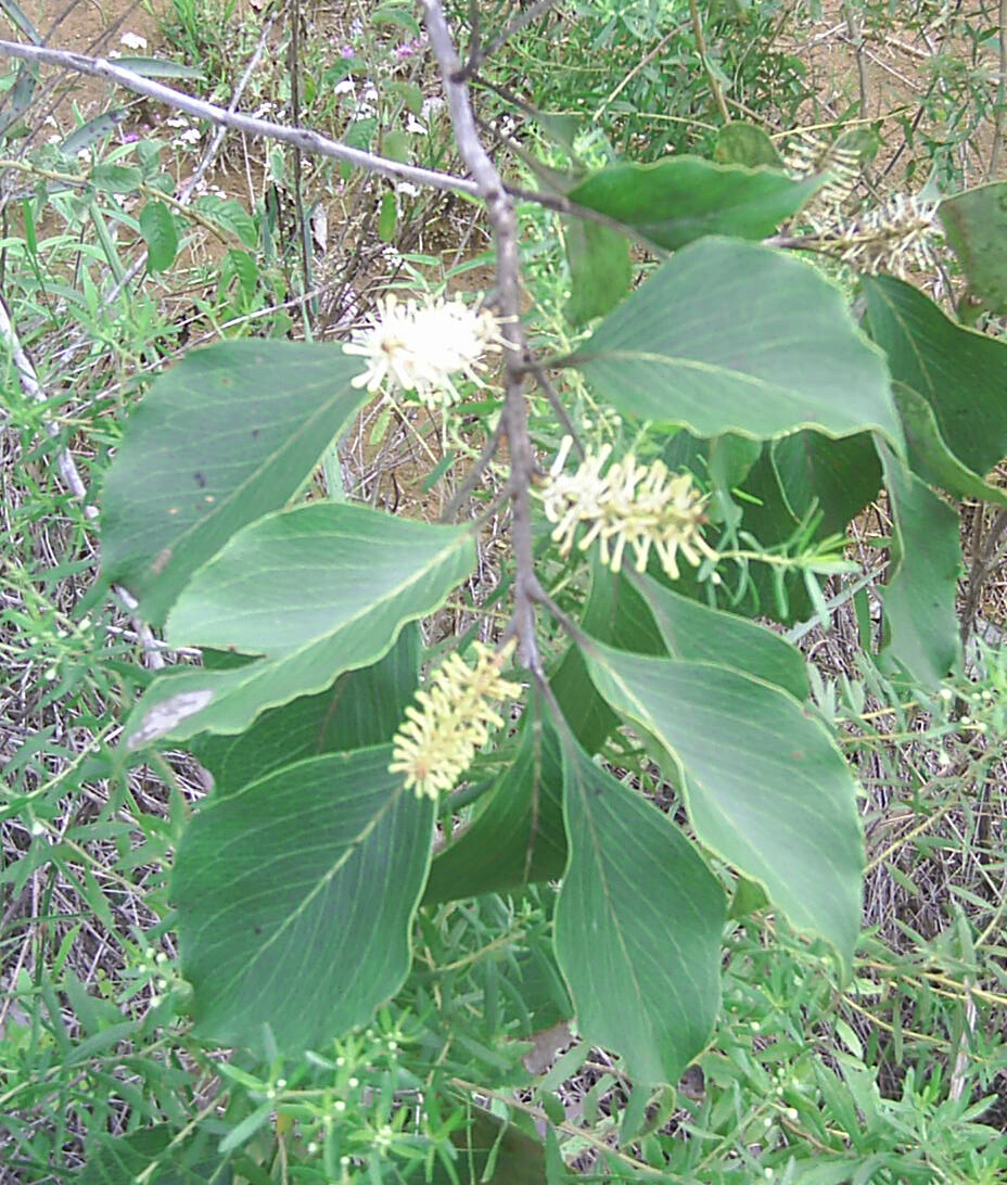 Roupala montana shrub in Brazilian cerrado with simple leaves and two flower racemes visible