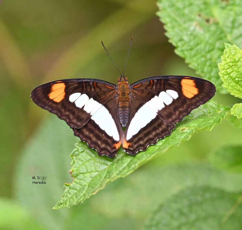Adelpha serpa celerio butterfly with wings spread showing dark brown wings with white band and orange patches