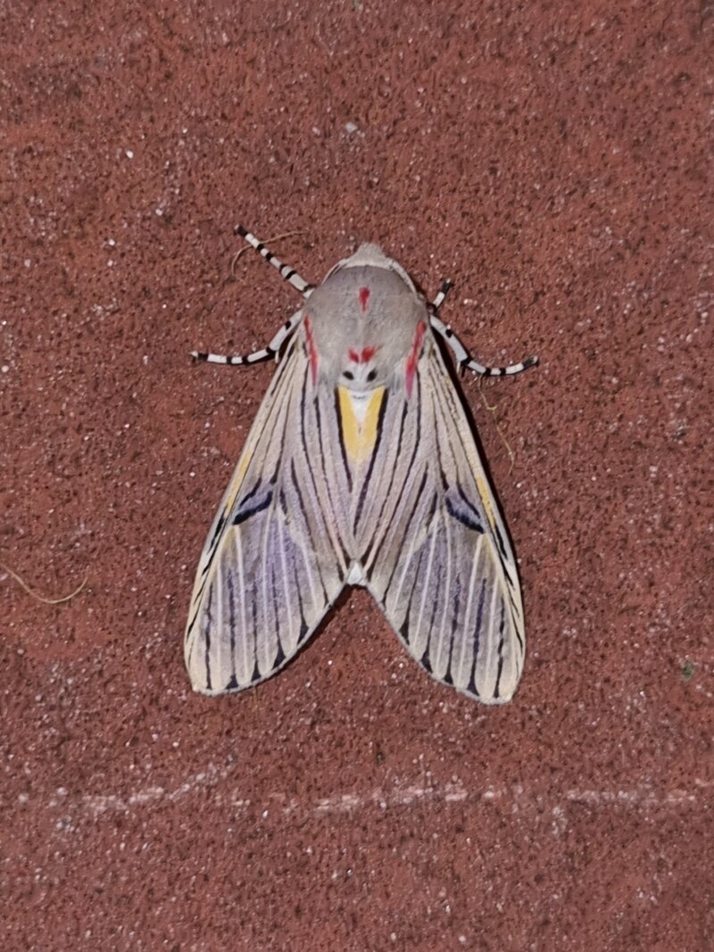 Idalus lineosus moth showing distinctive striped wing pattern with red and yellow markings on thorax