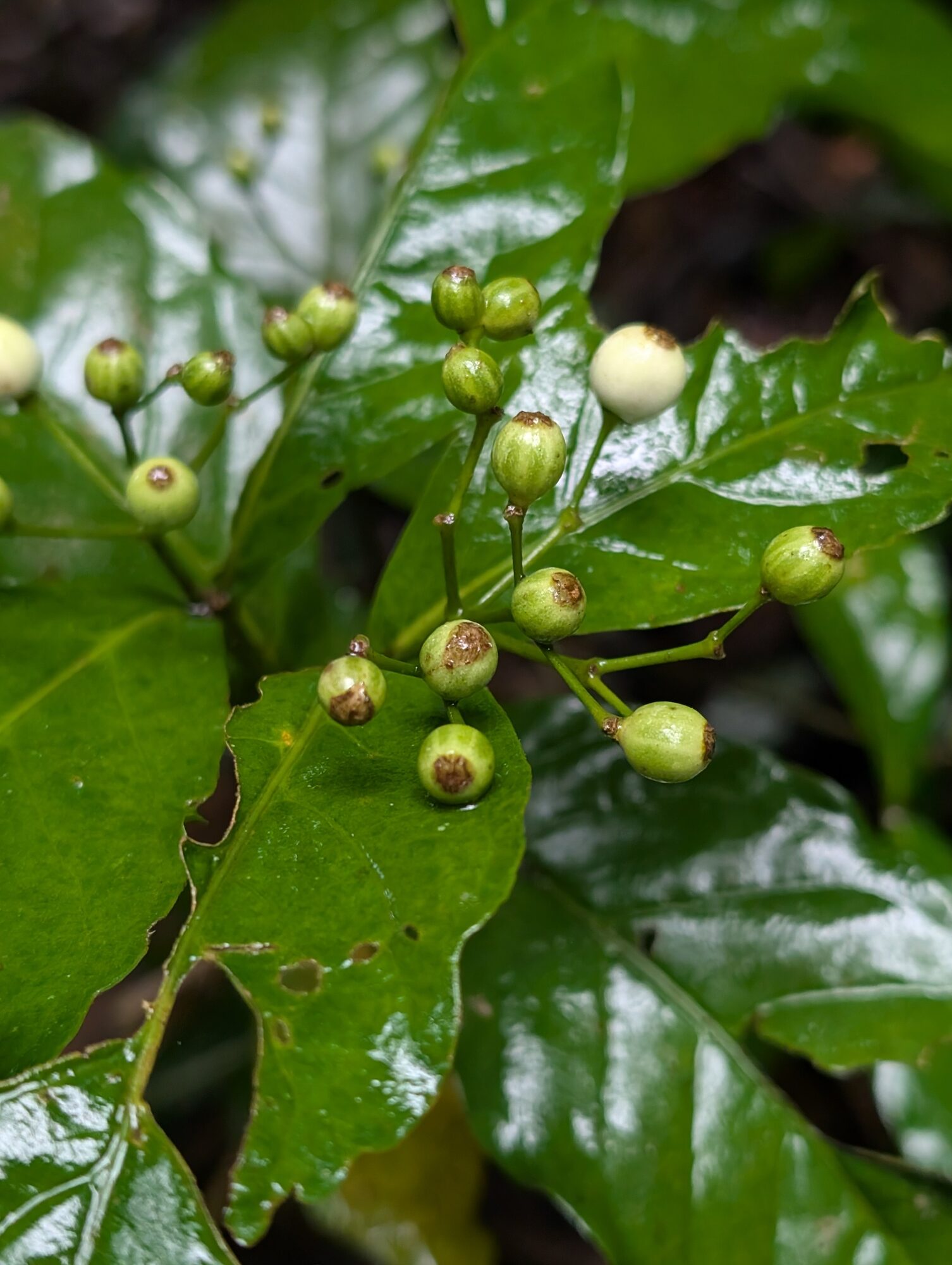 Rudgea cornifolia fruits ripening from green to white