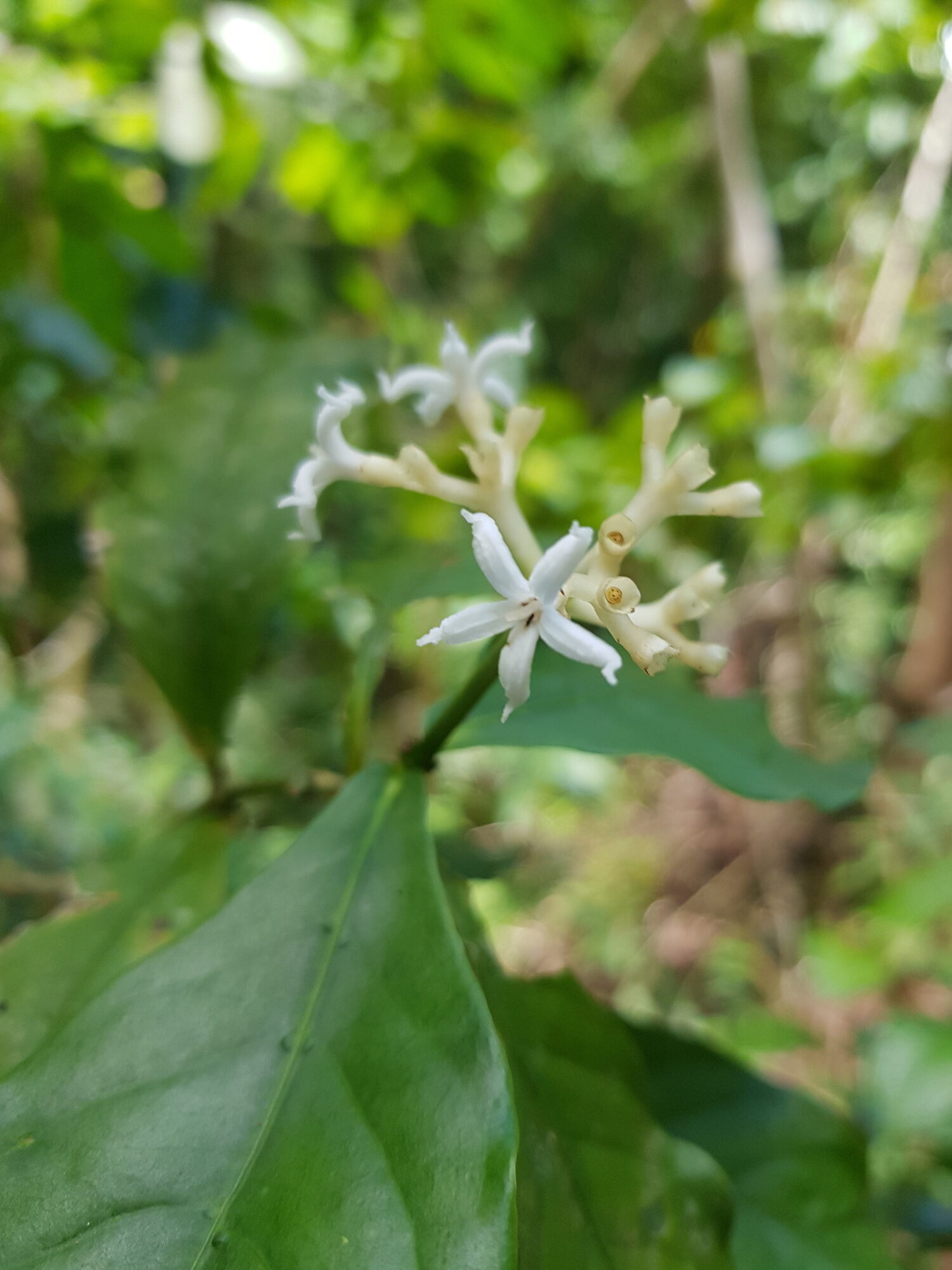 Close-up of Rudgea cornifolia white salverform flowers