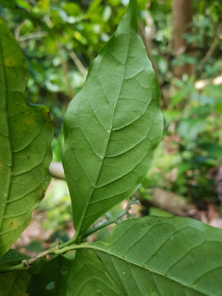 Close-up of Rudgea cornifolia leaf showing venation pattern