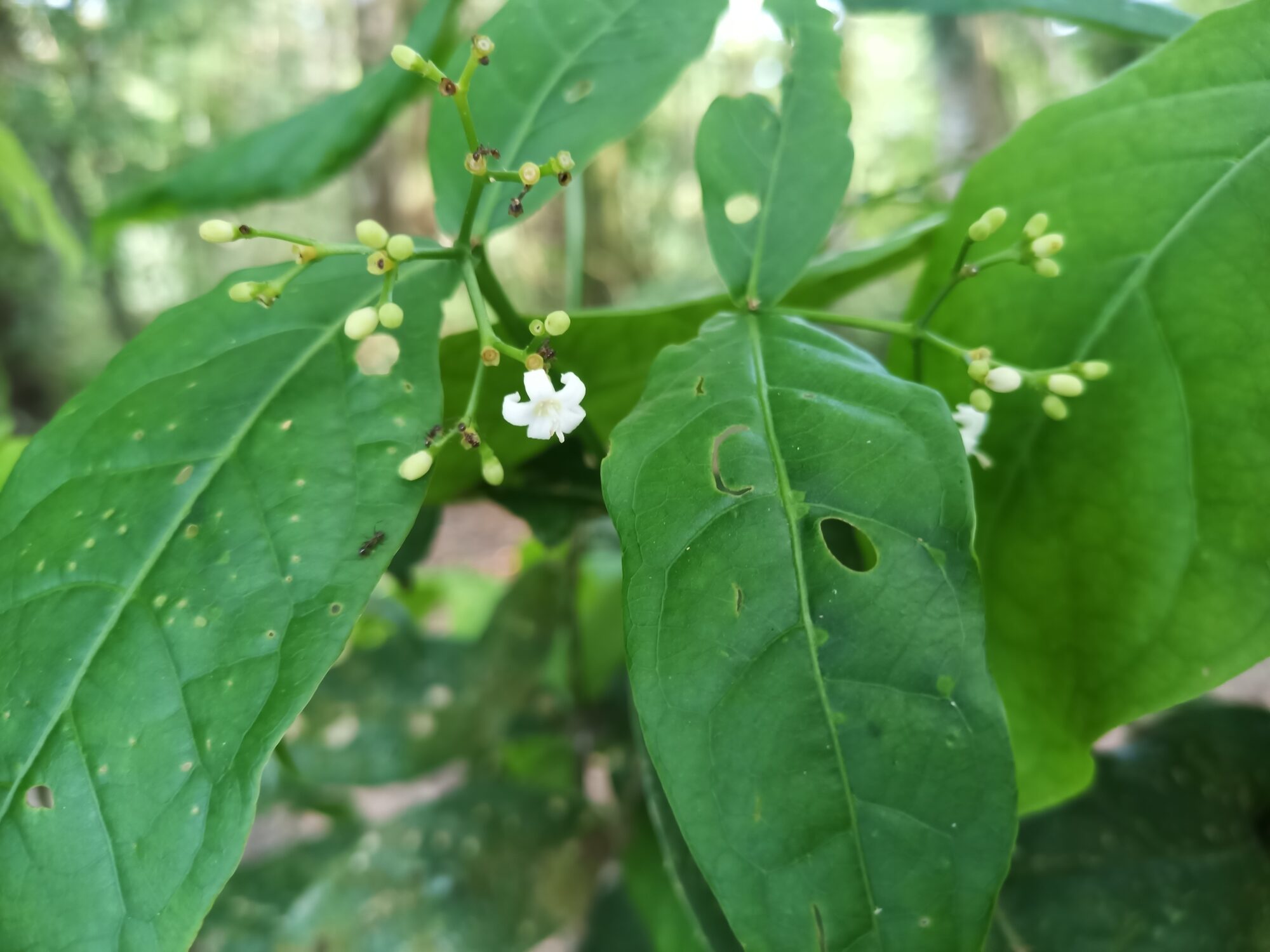 Rudgea cornifolia flowering branch in French Guiana