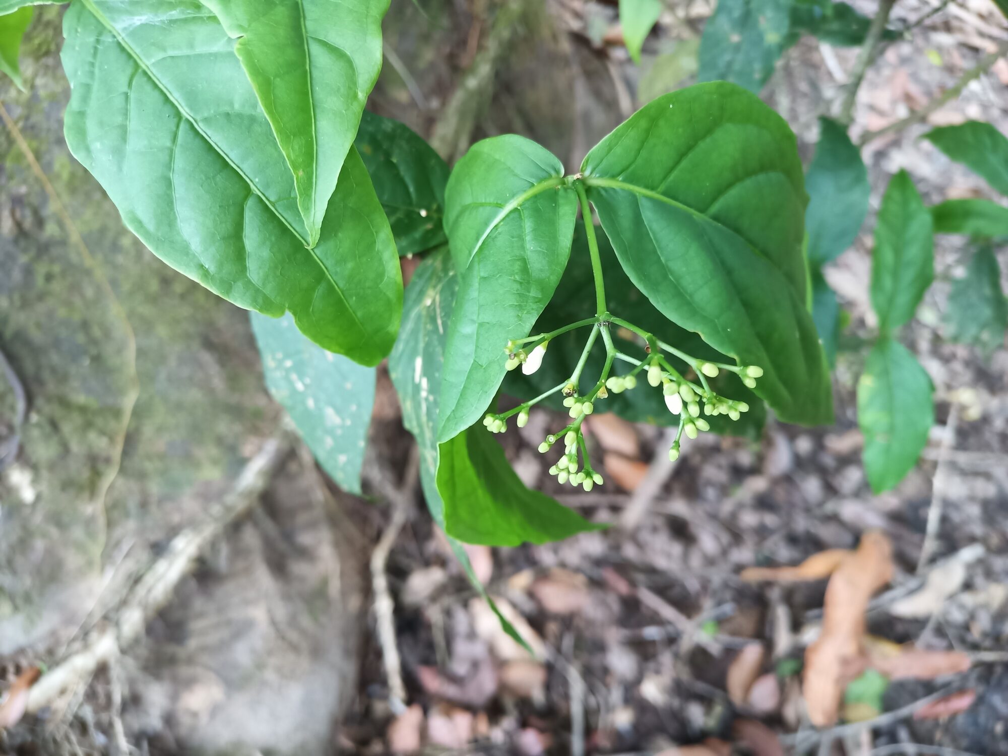 Rudgea cornifolia habit showing pendant inflorescence and broad leaves