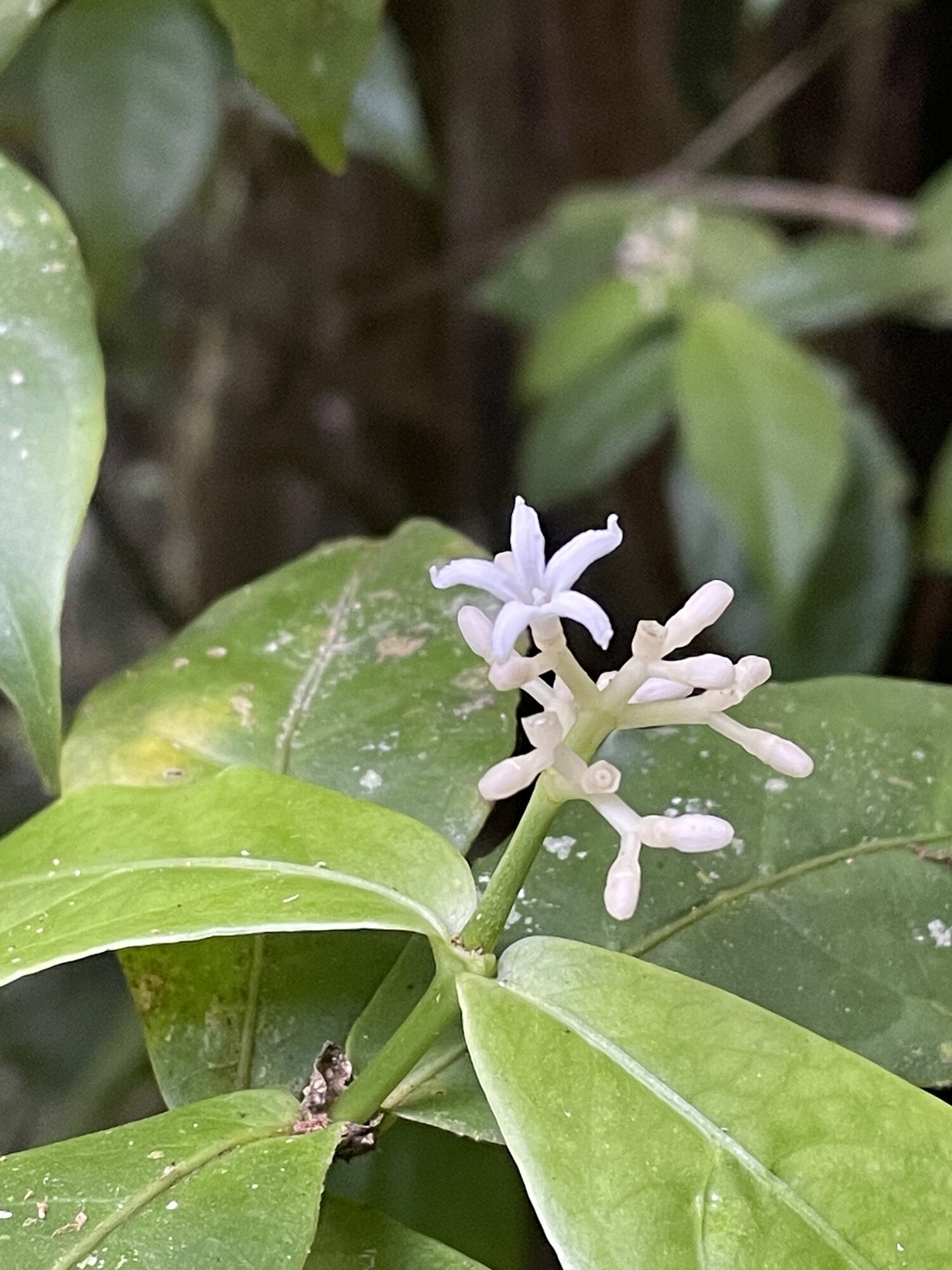 Rudgea cornifolia white flowers and broad leaves in understory