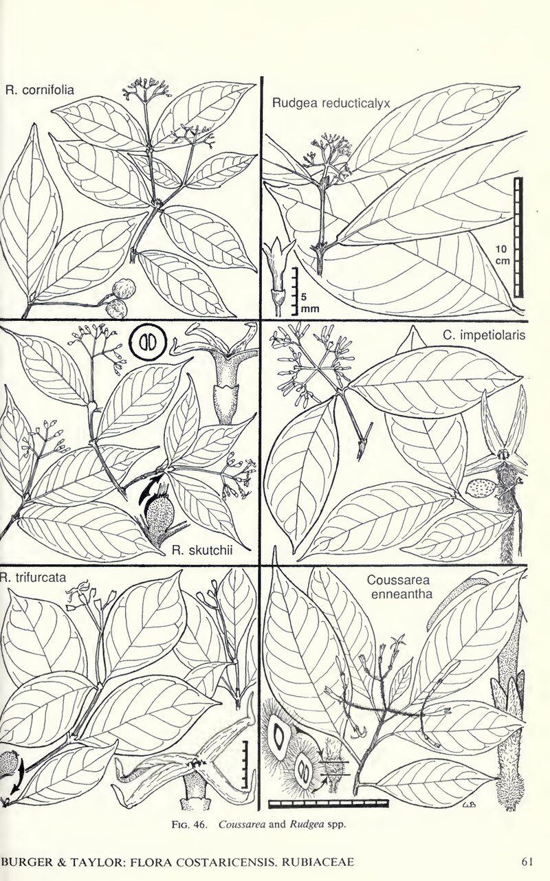 Flora Costaricensis illustration of Rudgea and Coussarea species