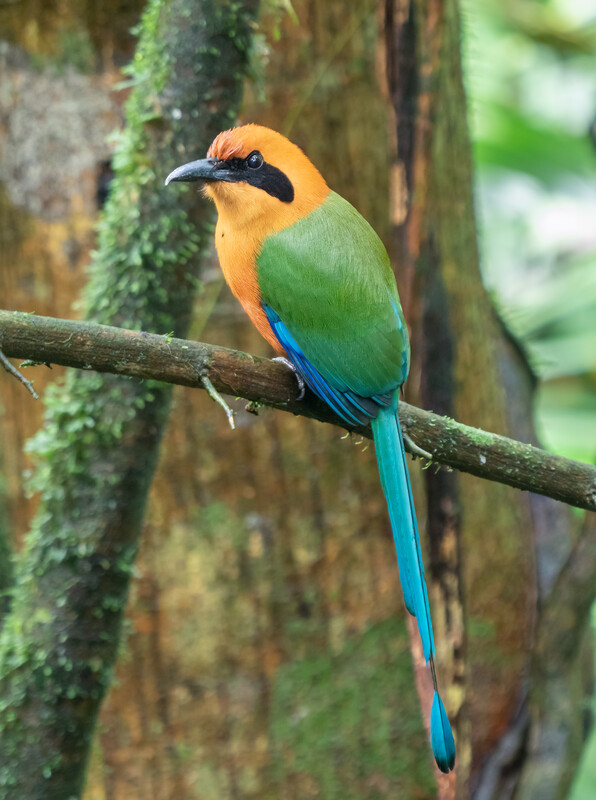Rufous motmot