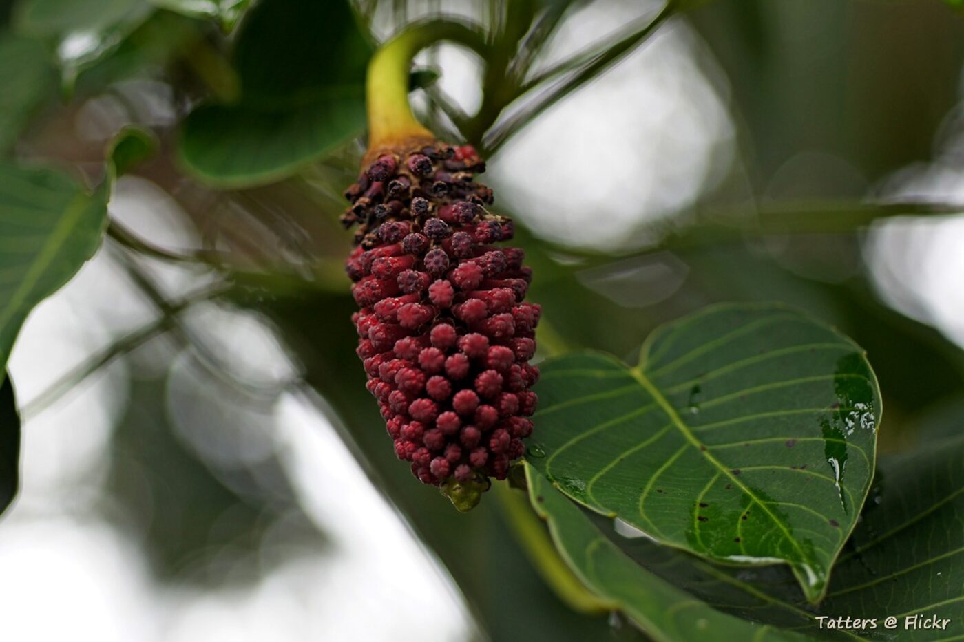 Male flower catkin of the sandbox tree, dark red and cone-shaped