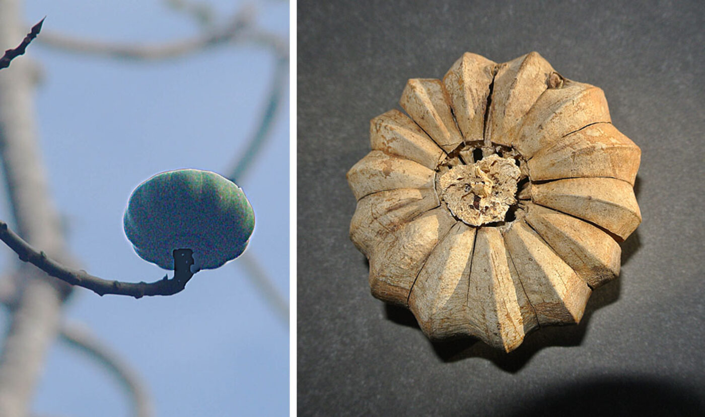 Sandbox tree fruit - green on tree and dried capsule showing radial segments