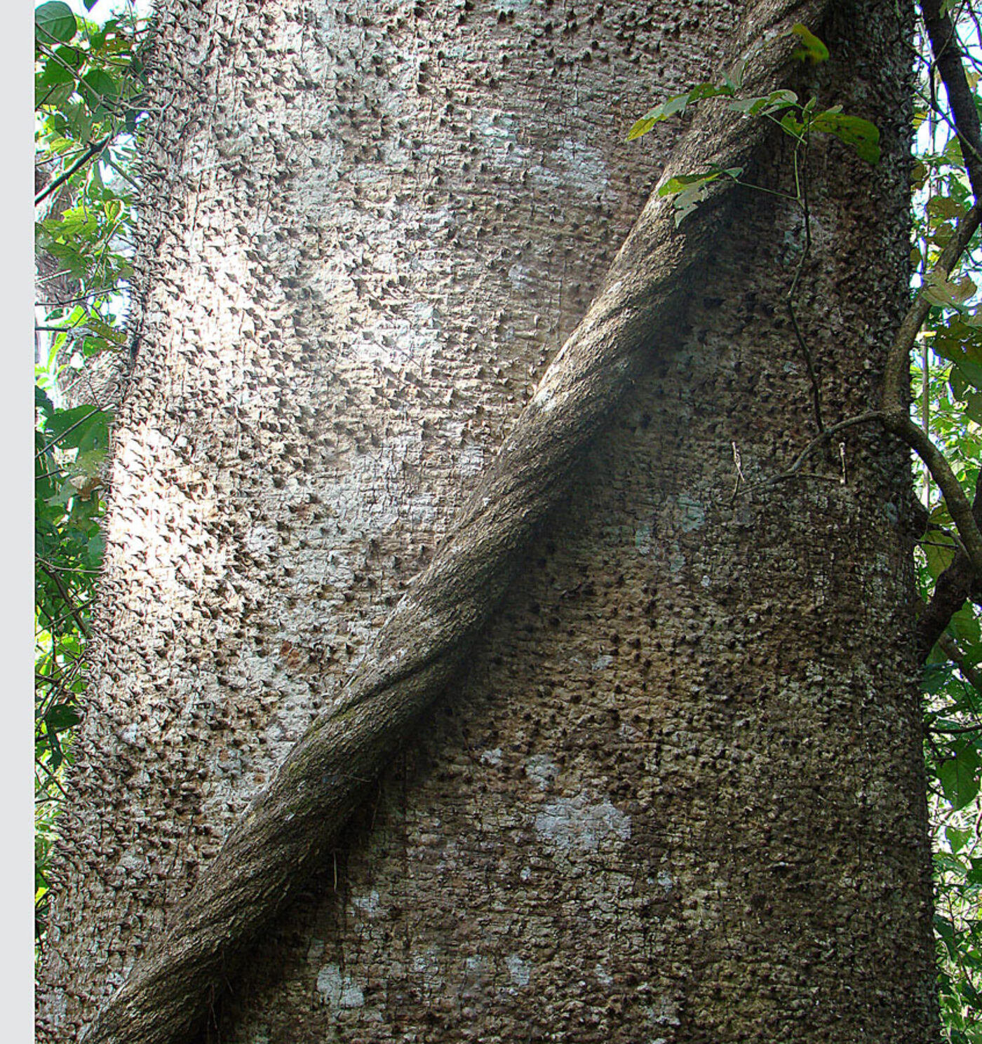 Sandbox tree trunk covered in conical spines