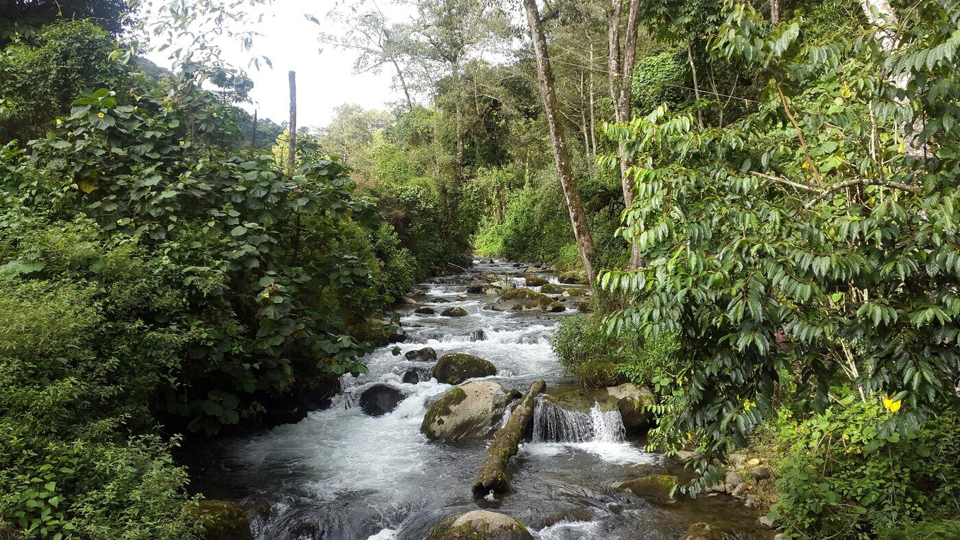 The Savegre River flowing through cloud forest near San Gerardo de Dota, Costa Rica