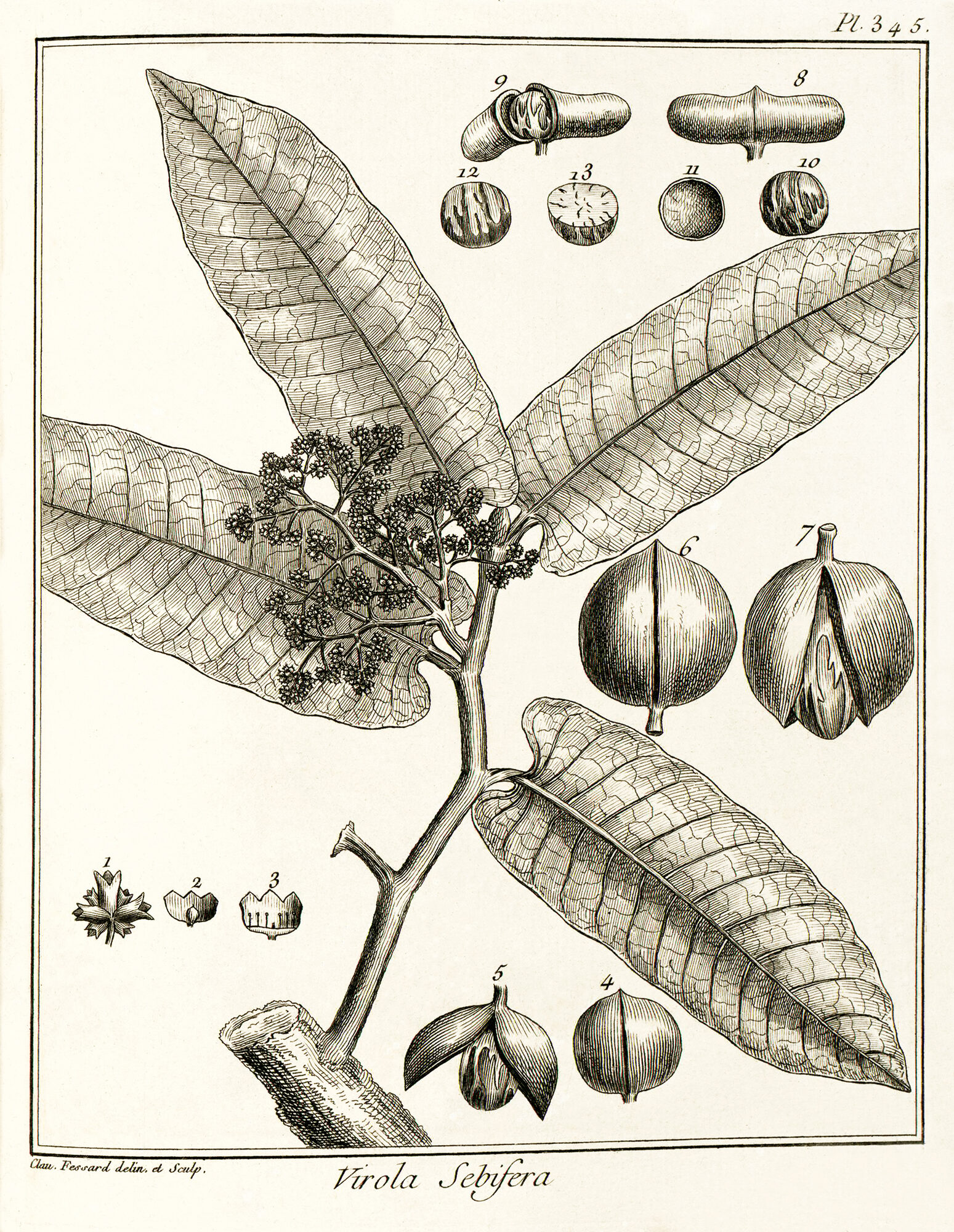 Historical botanical illustration of Virola sebifera from Aublet 1775