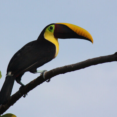 Chestnut-mandibled Toucan