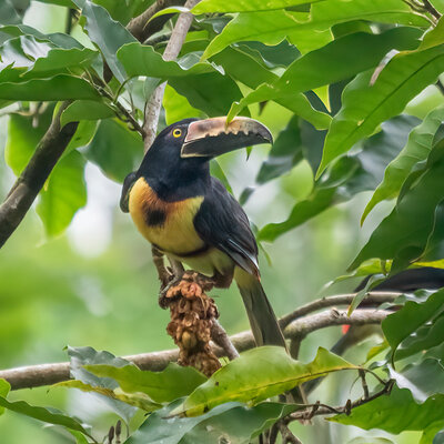 Collared Aracari