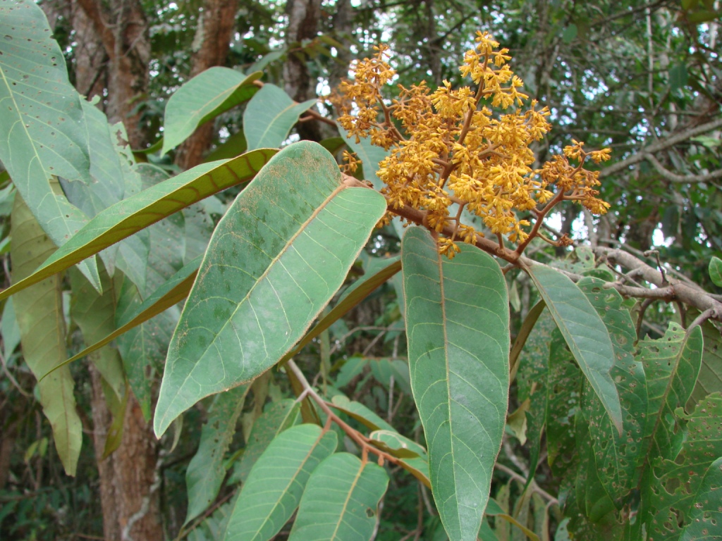 Virola sebifera branches showing leaves and flower panicles