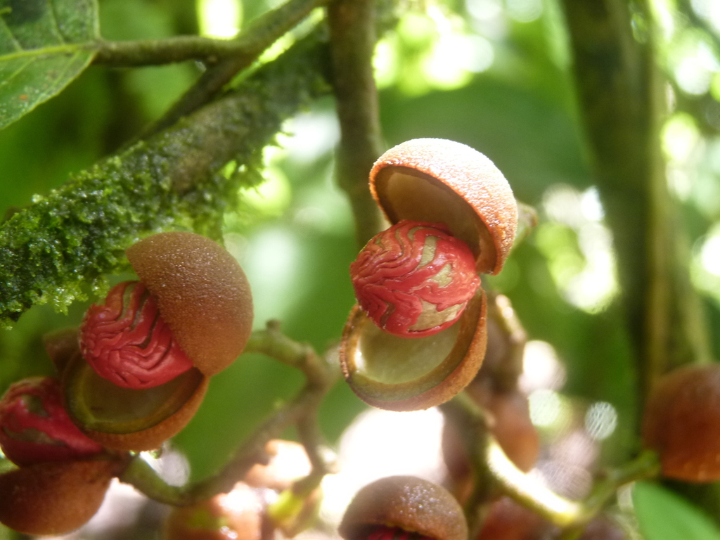 Virola sebifera fruits splitting open to reveal seeds covered with scarlet-red aril
