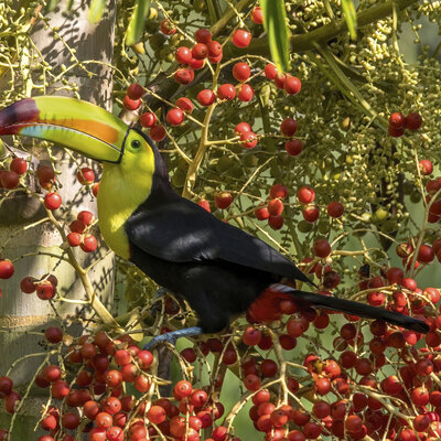 Keel-billed Toucan