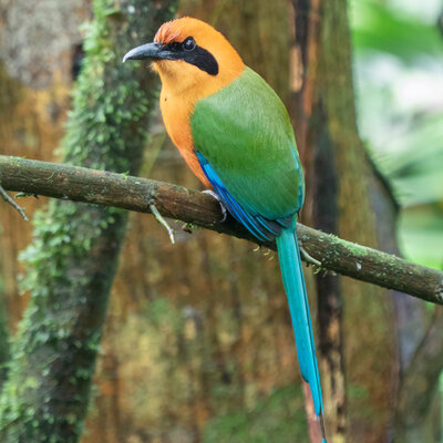 Rufous Motmot