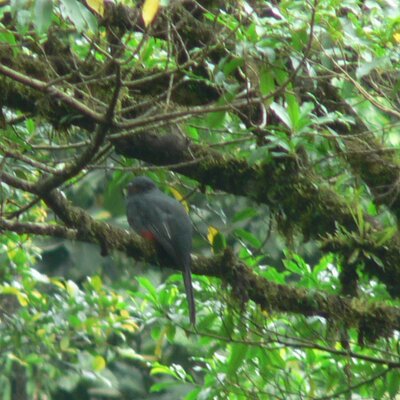 Slaty-tailed Trogon