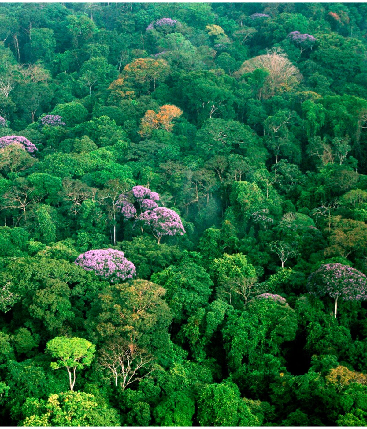 Aerial view of tropical forest canopy on Barro Colorado Island, Panama