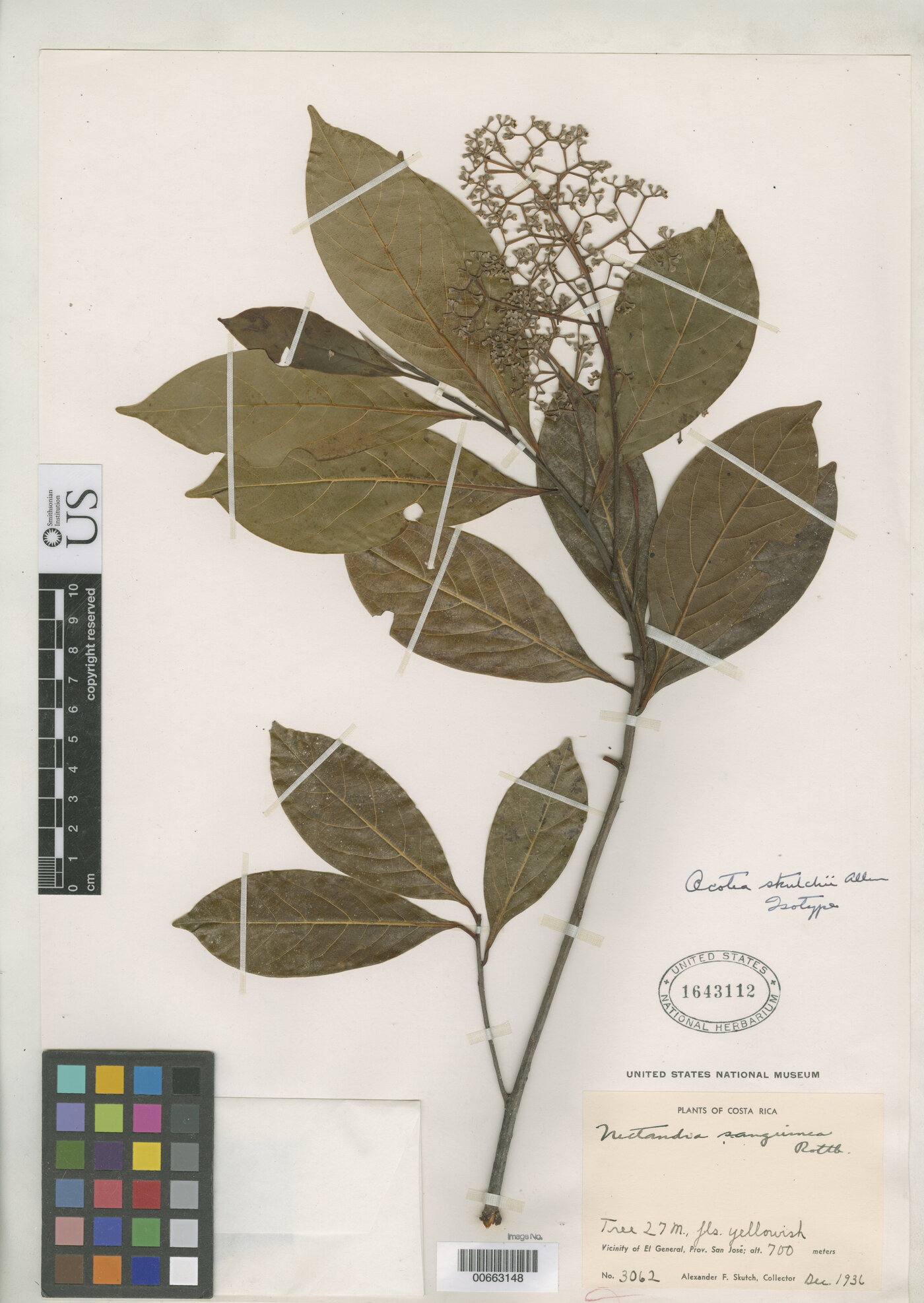 Herbarium specimen of Ocotea skutchii from the Smithsonian Institution
