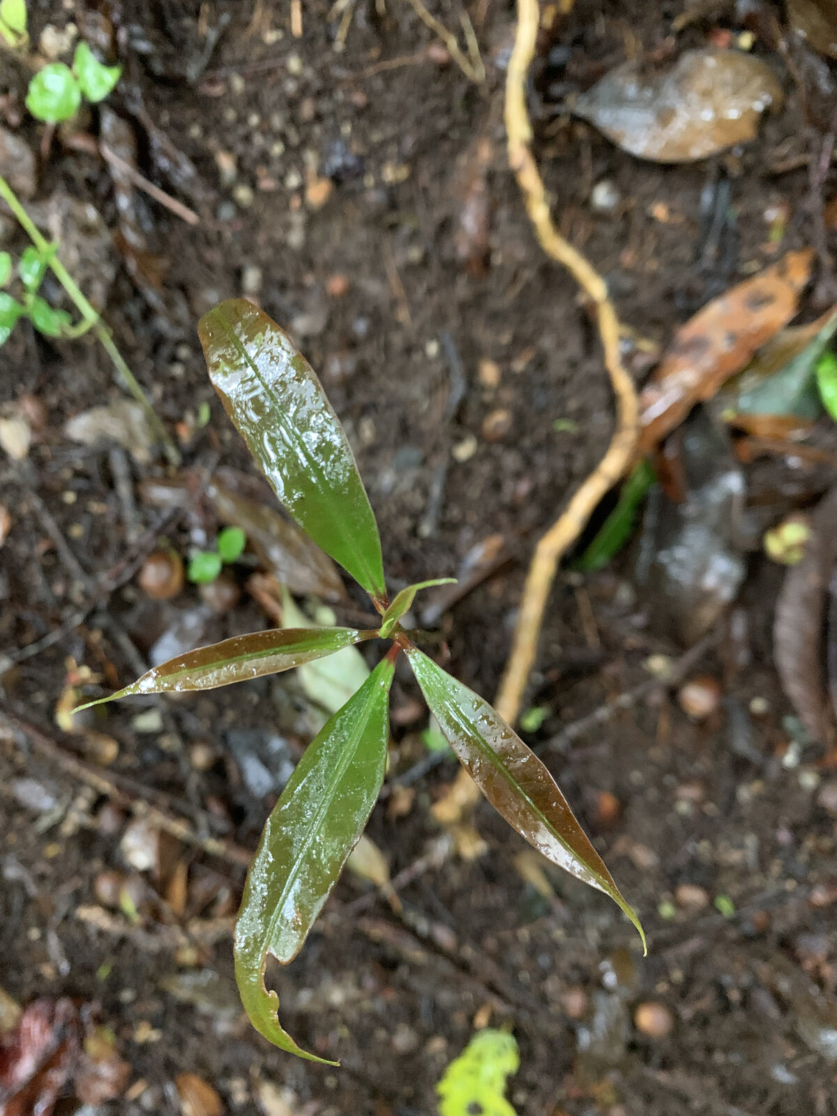 Ocotea whitei seedling on forest floor