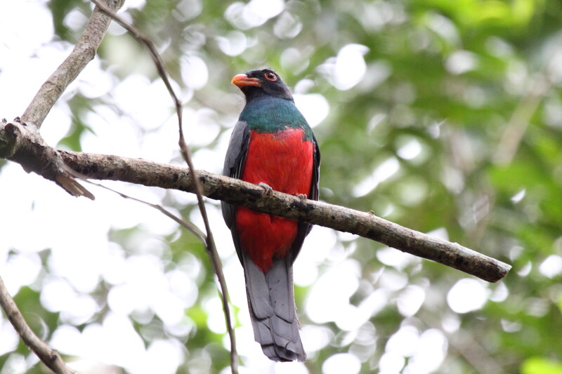 Slaty-tailed trogon