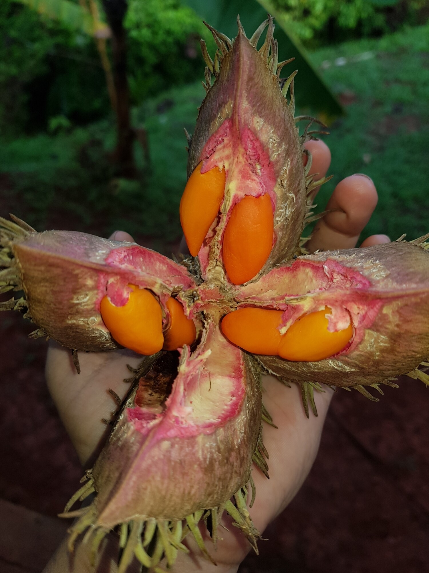Open fruit capsule of Sloanea medusula showing four spiny valves and bright orange arils surrounding the seeds