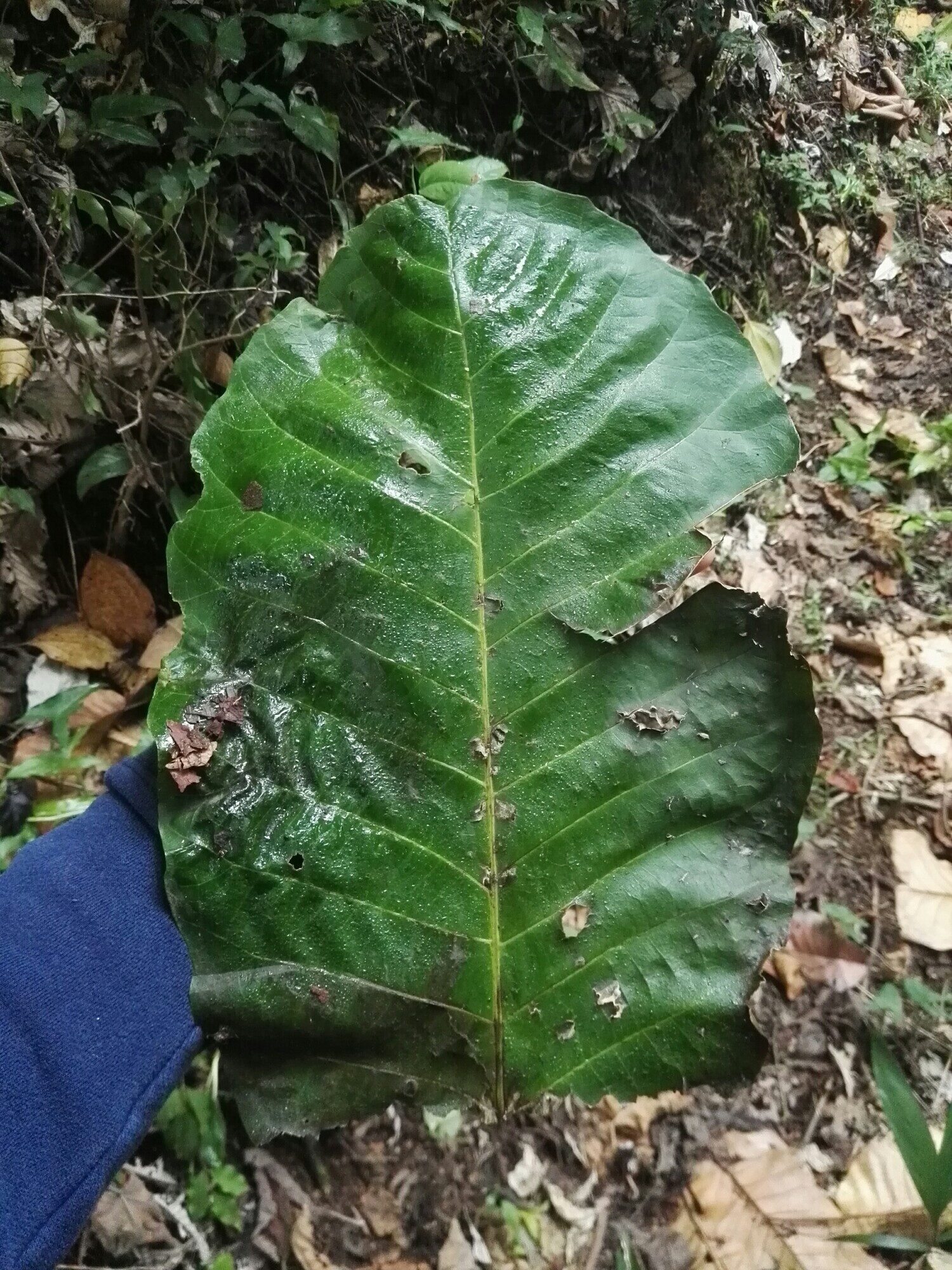 Enormous single leaf of Sloanea medusula held by a person's hand for scale, showing the upper surface with prominent venation