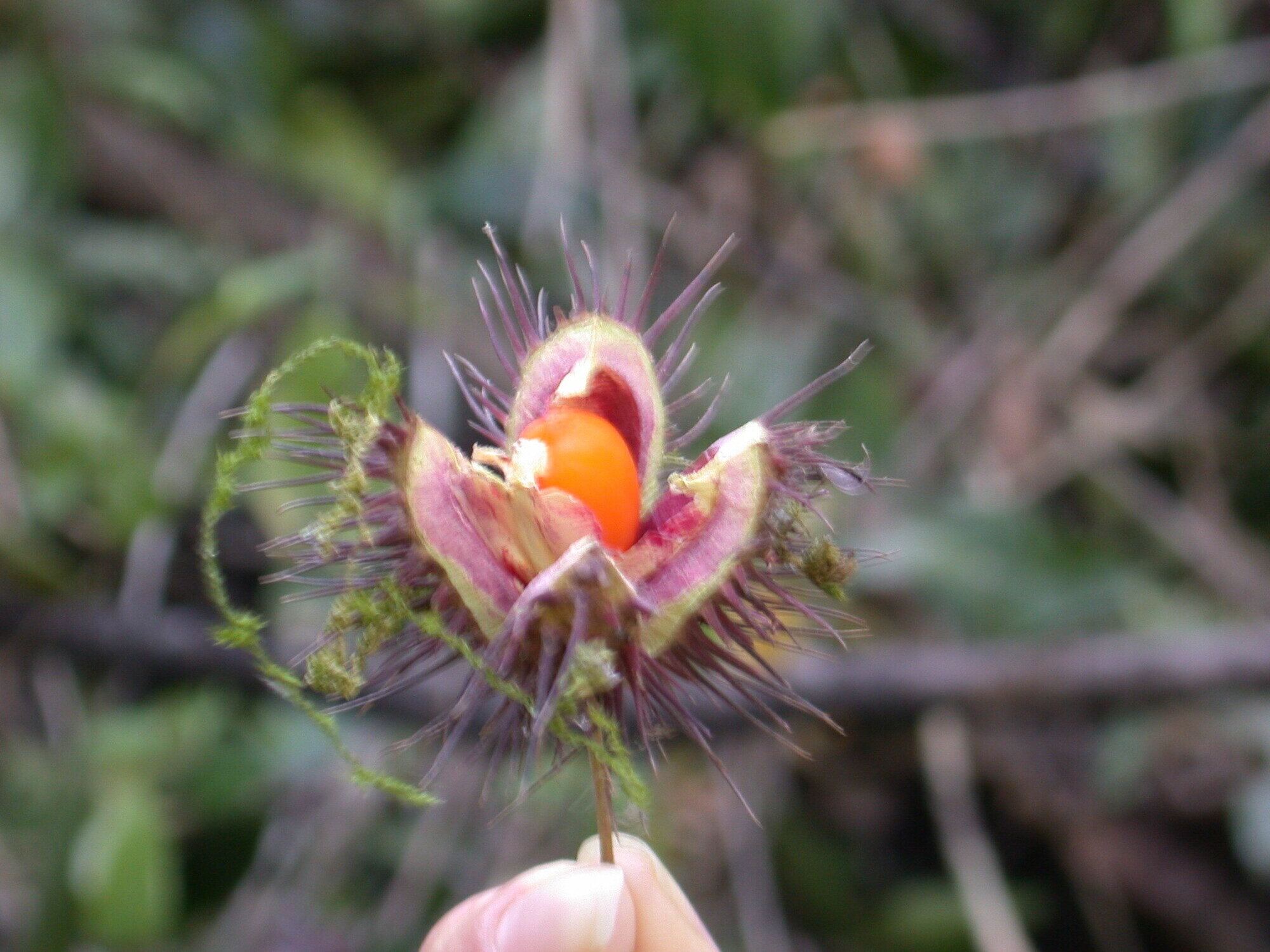 Small open fruit capsule of Sloanea medusula showing a single bright orange seed amid spiny exterior