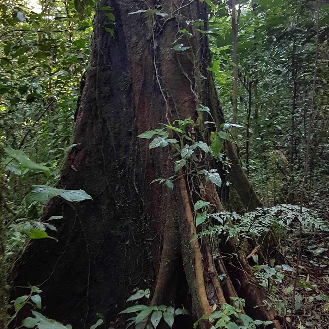 Massive trunk base of Sloanea medusula with buttresses, dark bark, and surrounding vines in a tropical forest