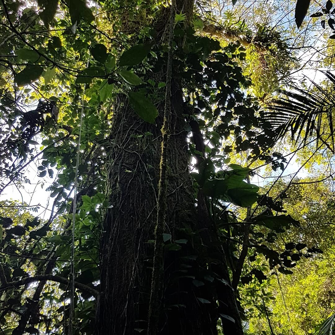 Looking up a tall trunk of Sloanea medusula draped in vines and epiphytes in tropical forest
