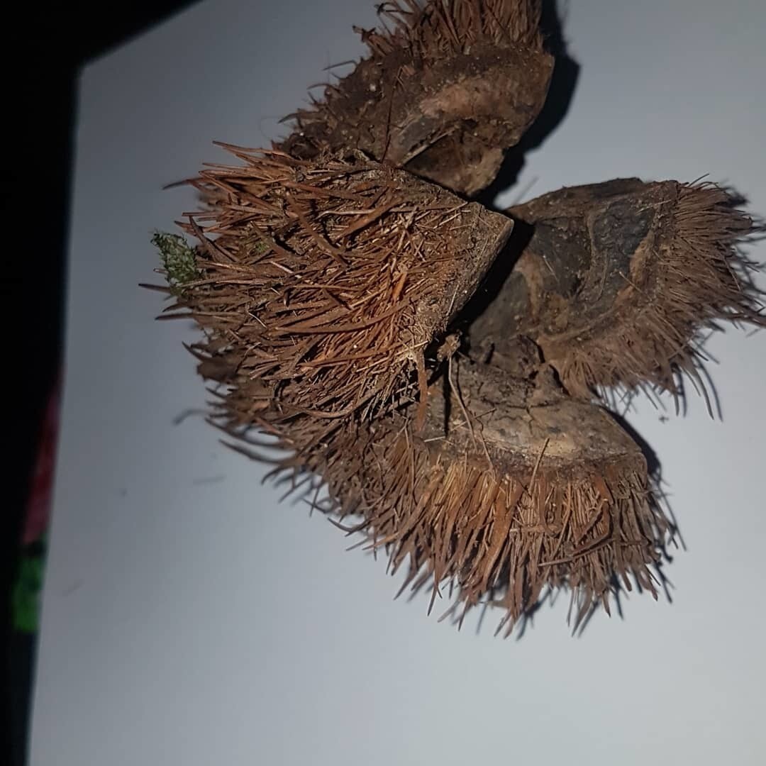 Dried spiny fruit capsule of Sloanea medusula showing bristly valves radiating outward like Medusa's hair