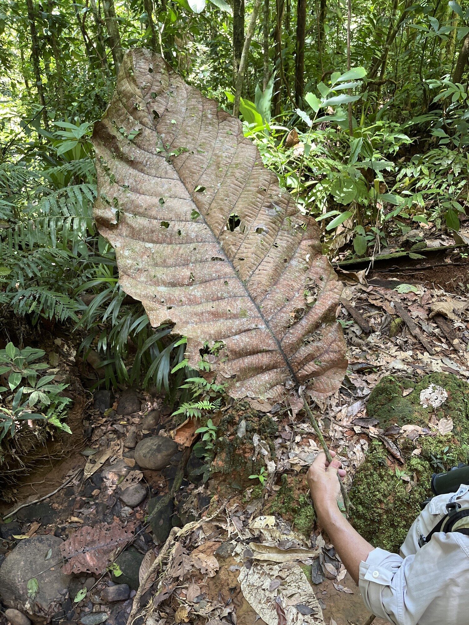 Giant fallen leaf of Sloanea medusula held by a person for scale, showing the enormous size of a single dried leaf