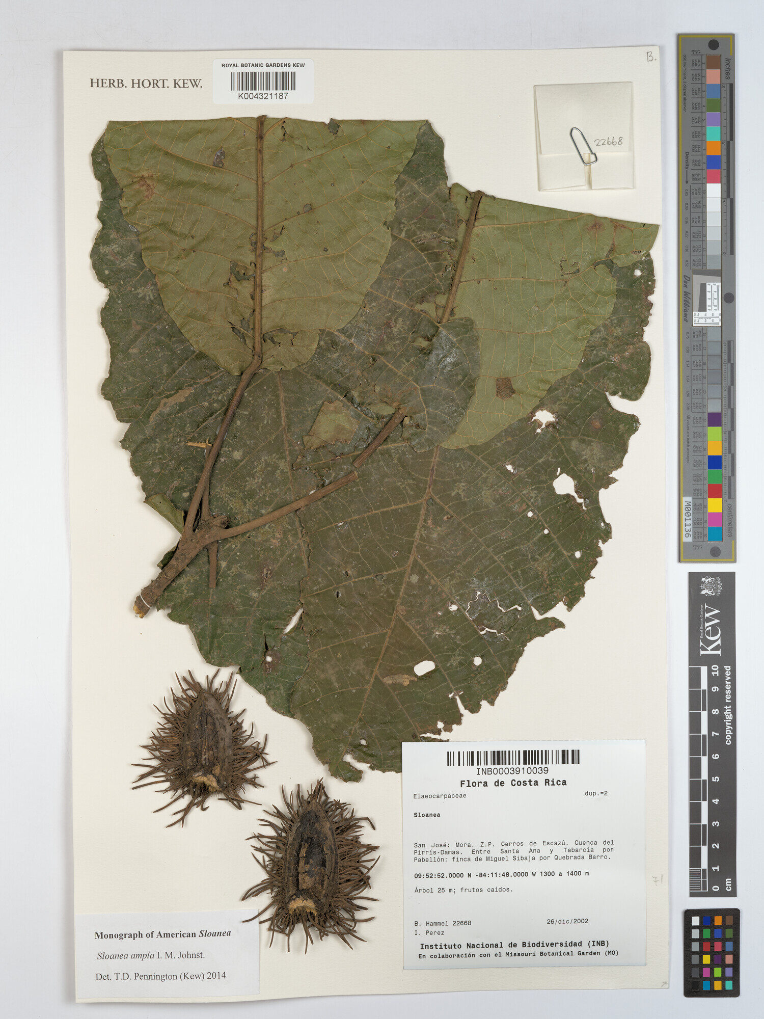 Kew herbarium specimen of Sloanea medusula (filed as S. ampla) showing a pressed leaf and spiny fruit capsule