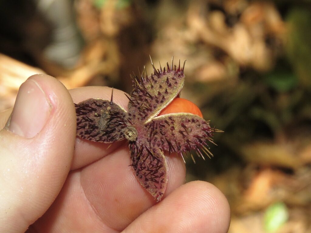 Close-up of Sloanea picapica aril and seed within the opened spiny capsule