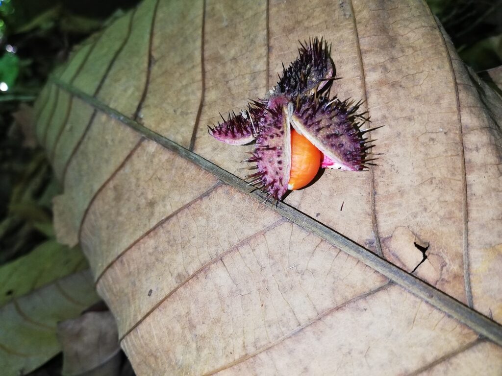 Purple spiny capsule of Sloanea picapica splitting open to expose the orange aril